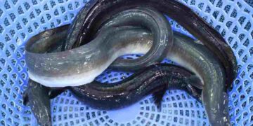 Cá chình mang lại giá trị kinh tế cao