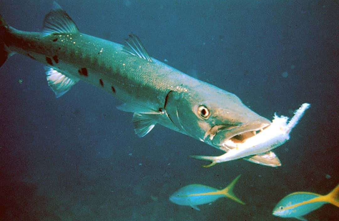 Những loài cá này thường sống ở các đại dương
