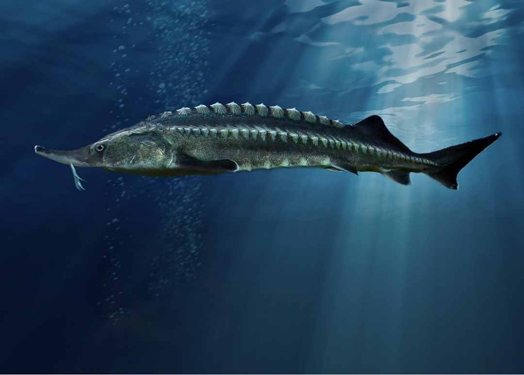 Cá tầm là loài cá biển có kích thước lớn
