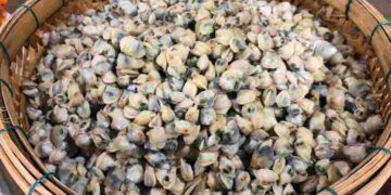 Các axit béo không bão hòa có trong hến rất tốt cho hệ tim mạch