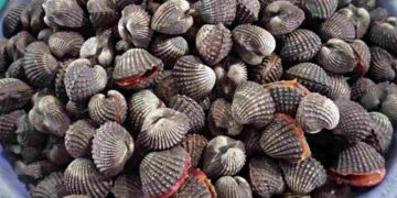 Hình ảnh của loài động vật thân mềm có vỏ cứng