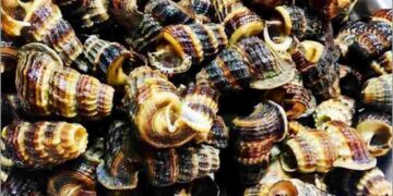 Vỏ của ốc rất cứng cáp, màu sắc đặc trưng là màu nâu đậm  