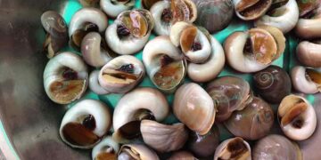 Thực phẩm vô cùng thơm ngon và giàu dinh dưỡng cho sức khỏe