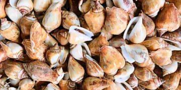 Ốc nhảy là một thực phẩm cực kỳ giàu chất dinh dưỡng