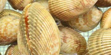 Loài sò này thường sống theo tập tính ấn thân ở dưới các lớp cát