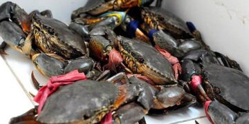 Cách chọn cua biển ngon