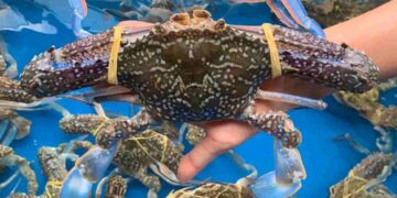 Con ghẹ có nuôi được không?