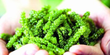 Cách sử dụng rong nho giảm cân