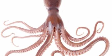 Đặc điểm của bạch tuộc