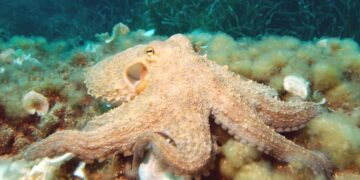 Tác dụng của bạch tuộc đối với sức khỏe