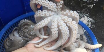 Nên chọn các loại bạch tuộc tươi sống hay bạch tuộc đông lạnh?