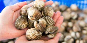 Bảo quản sò huyết ở nhiệt độ phòng