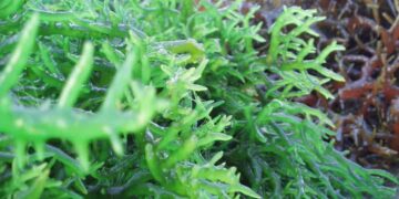 Rong biển là gì?