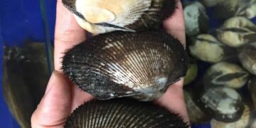 Giới thiệu thông tin về sò lông