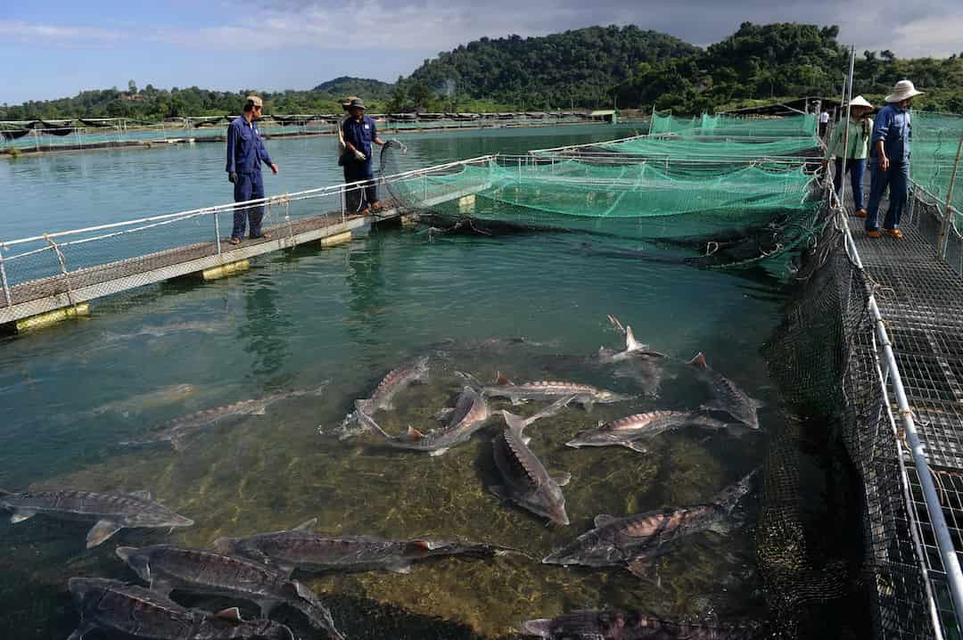 Kỹ thuật nuôi cá tầm nhanh lớn, năng suất cao