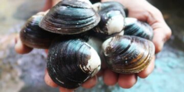 Ai không nên ăn hến? - lưu ý khi ăn hến