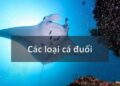 Các loại cá đuối phân bố rộng rãi khắp vùng biển