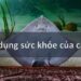 Cá Đuối: Một Nguồn Dinh Dưỡng Tuyệt Vời cho Sức Khỏe