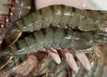 Trong tôm có nhiều thành phần dinh dưỡng rất tốt cho sức khỏe