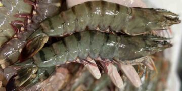 Trong tôm có nhiều thành phần dinh dưỡng rất tốt cho sức khỏe