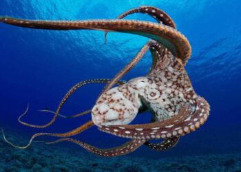 Bạch tuộc thuộc nhóm động vật thân mềm và có khả năng tấn công cao