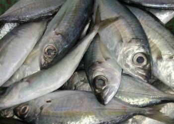 Cá bạc má cùng họ với cá thu