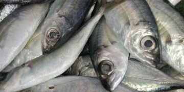 Cá bạc má cùng họ với cá thu