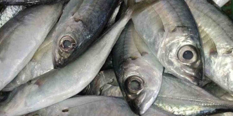 Cá bạc má cùng họ với cá thu