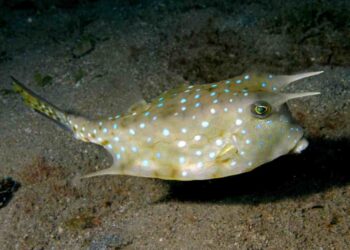 Cá bò có hình dạng bầu dục dễ nhận thấy