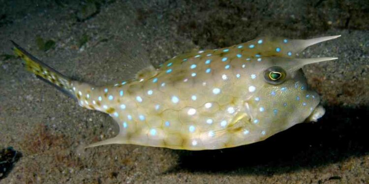 Cá bò có hình dạng bầu dục dễ nhận thấy