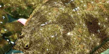 Cá bơn đại dương