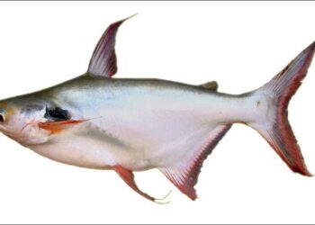 Con cá bông lau có phần bụng màu trắng