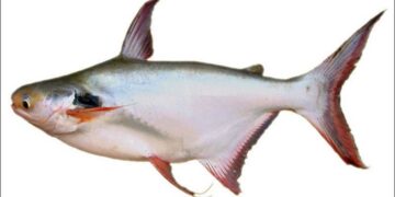 Con cá bông lau có phần bụng màu trắng