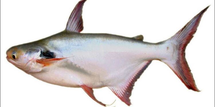 Con cá bông lau có phần bụng màu trắng
