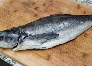 Hình ảnh cá bớp đã được làm sạch