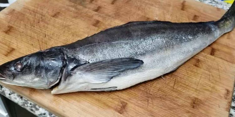 Hình ảnh cá bớp đã được làm sạch 