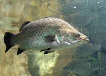 Đặc điểm của cá chẽm