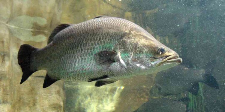 Đặc điểm của cá chẽm