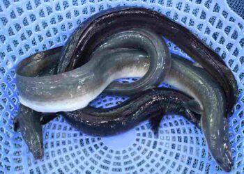 Cá chình mang lại giá trị kinh tế cao