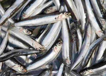 Cá cơm trở thành thực phẩm rất được ưa chuộng hiện nay