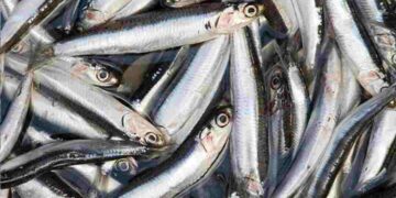 Cá cơm trở thành thực phẩm rất được ưa chuộng hiện nay