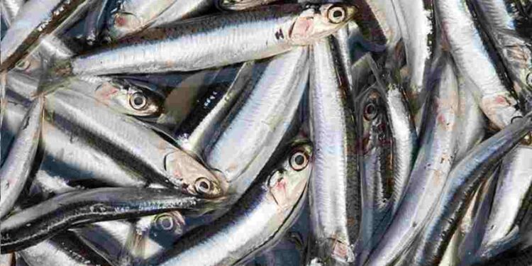 Cá cơm trở thành thực phẩm rất được ưa chuộng hiện nay