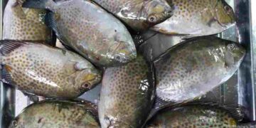 Cá dìa được phát hiện lần đầu vào năm 1775 