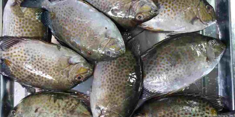 Cá dìa được phát hiện lần đầu vào năm 1775 