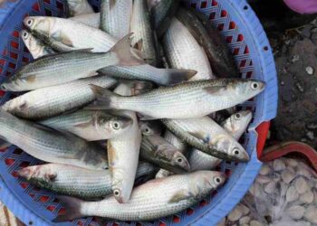 Công dụng bất ngờ của cá đối cho sức khỏe của bạn