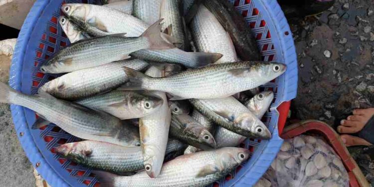 Công dụng bất ngờ của cá đối cho sức khỏe của bạn