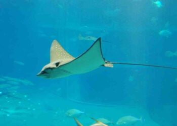 Cá đuối sao có đốm màu xanh trên thân