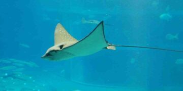 Cá đuối sao có đốm màu xanh trên thân