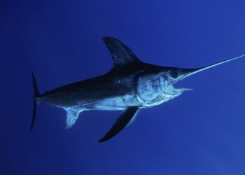 Những người nam giới cần tăng nguồn sinh lực thì nên ăn cá mũi kiếm