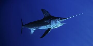 Những người nam giới cần tăng nguồn sinh lực thì nên ăn cá mũi kiếm